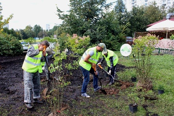 Посадки растений